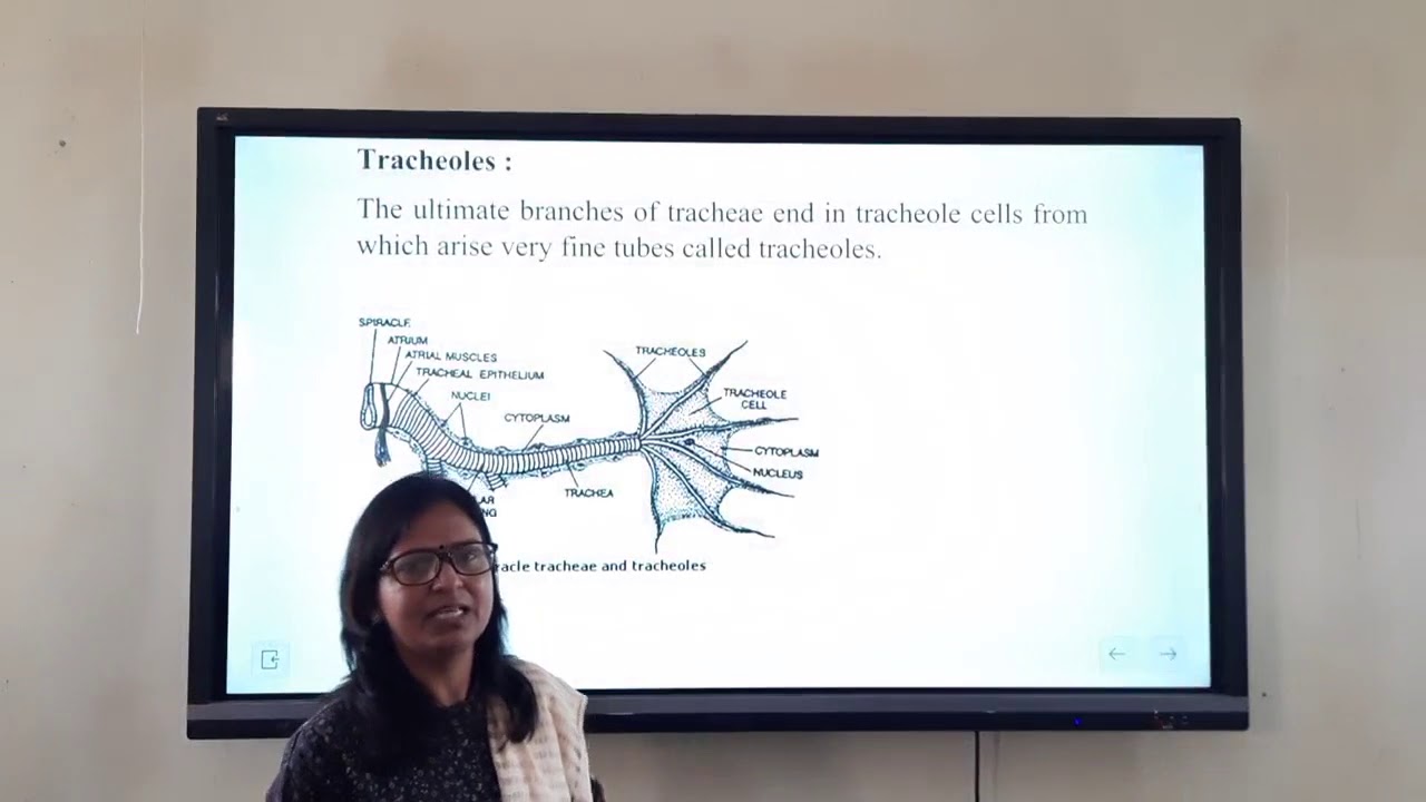 Respiratory system of Cockroach for B.Sc.part2 class