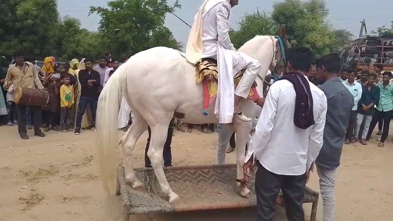 કિંગ ઓફ સિતલ ઘોડી ની મોજ ગામ રાનેર