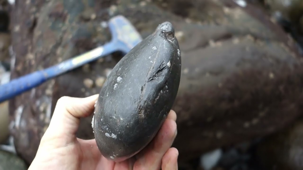 Back to hunt fossils at Ravenscar
