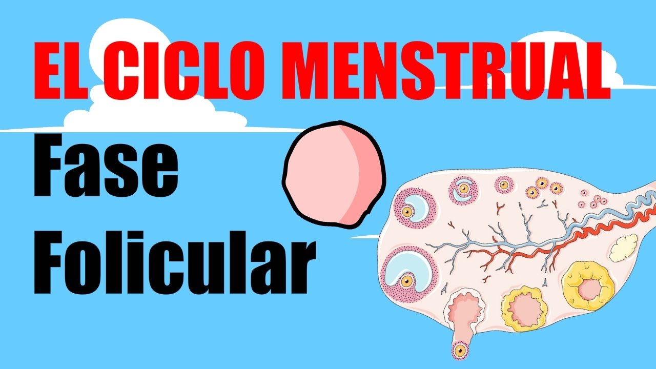 🩸El CICLO MENSTRUAL 🩸 Fase Folicular 🩸Menstruaci&oacute;n y Fase proliferativa🩸