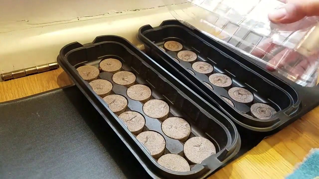 Using peat pellets to start seeds indoors - EG101