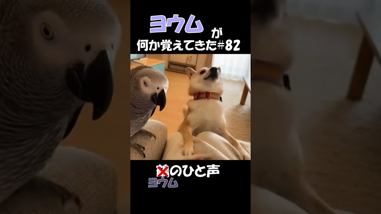 ヨウムが何か覚えてきた#82