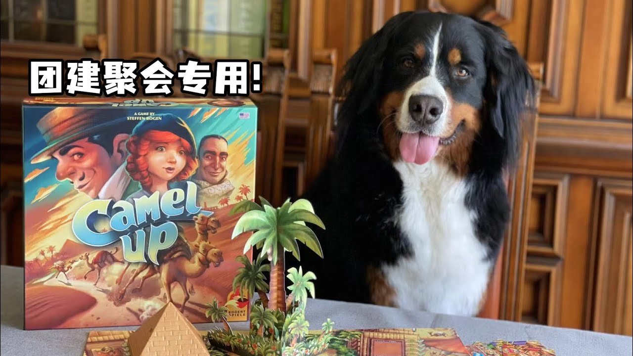 【夏天桌游】规则教学 Camel Up《骆驼大赛》How to play in 5 mins