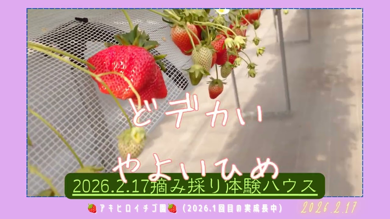 令和８年第６回イチゴ摘み採り体験🍓(2026.2.17)