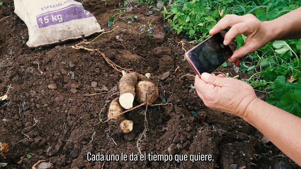 Acto de Registro de Variedades Tradicionales en Taganana