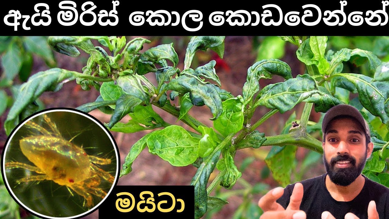 ශ්‍රී ලංකාවේ සෑම ගොවියෙක්ටම වගාව එපා කරවන මයිටා හානිය ගැන හැමදේම දැනගමු,Let's know everything mite