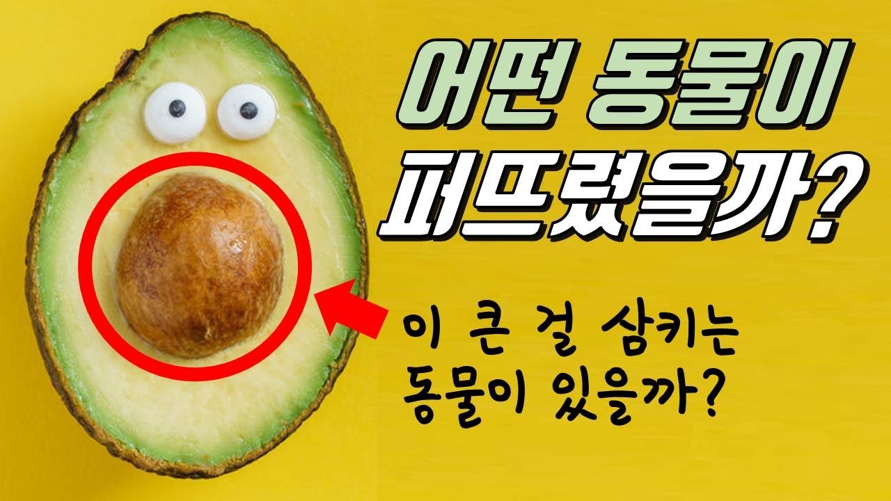 아보카도의 거대한 씨는 어떤 동물이 퍼뜨렸을까?｜아보카도가 멸종하지 않은 이유!