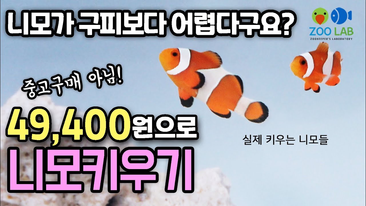 니모사육 쉽게 도전하세요! 니모사육 3가지 주의점.  온도, 염도, PH, 해수어키우기, 니모키우기 해수어항