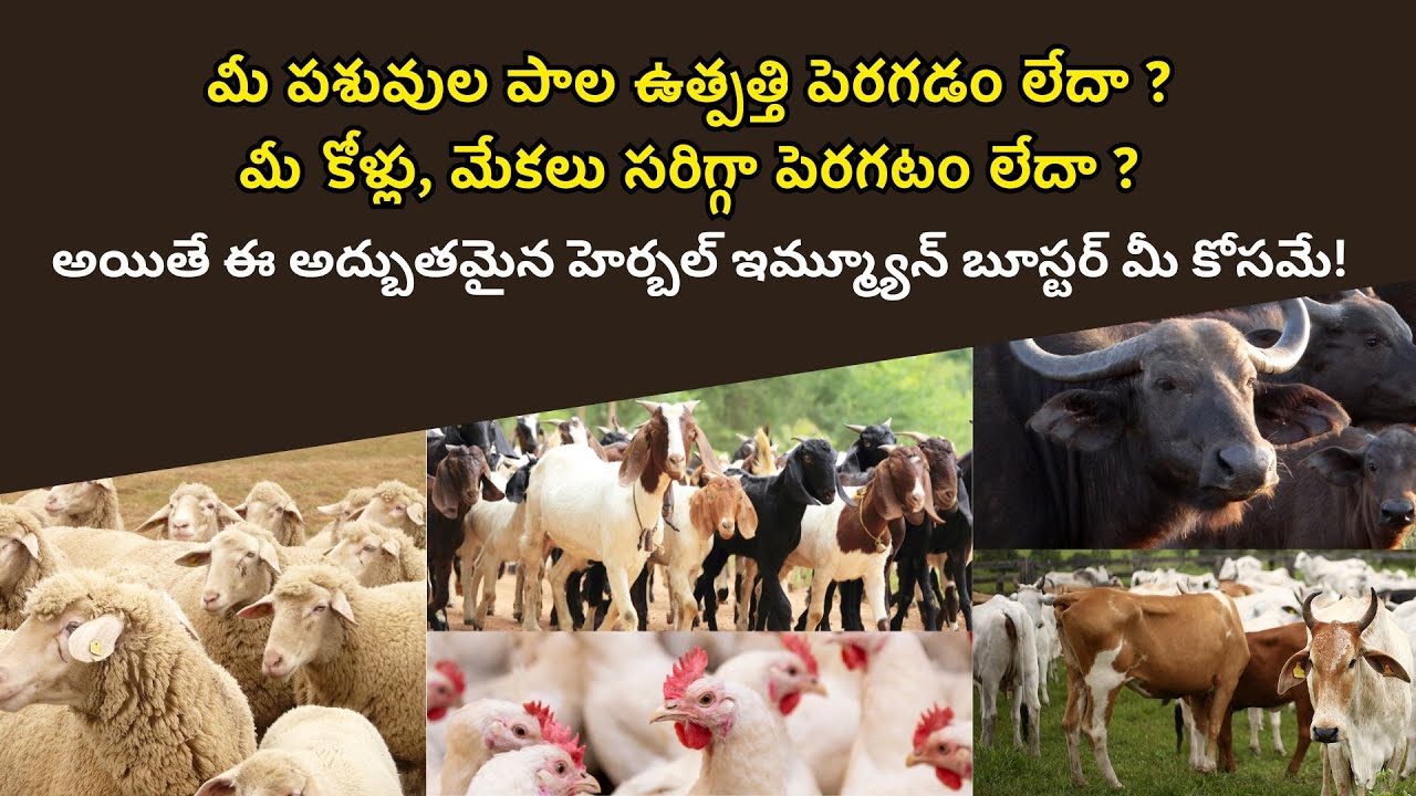 పశువుల పెంపకంలో అద్బుత ఫలితాలనిస్తున్న హెర్బల్ ప్రోడక్ట్ !