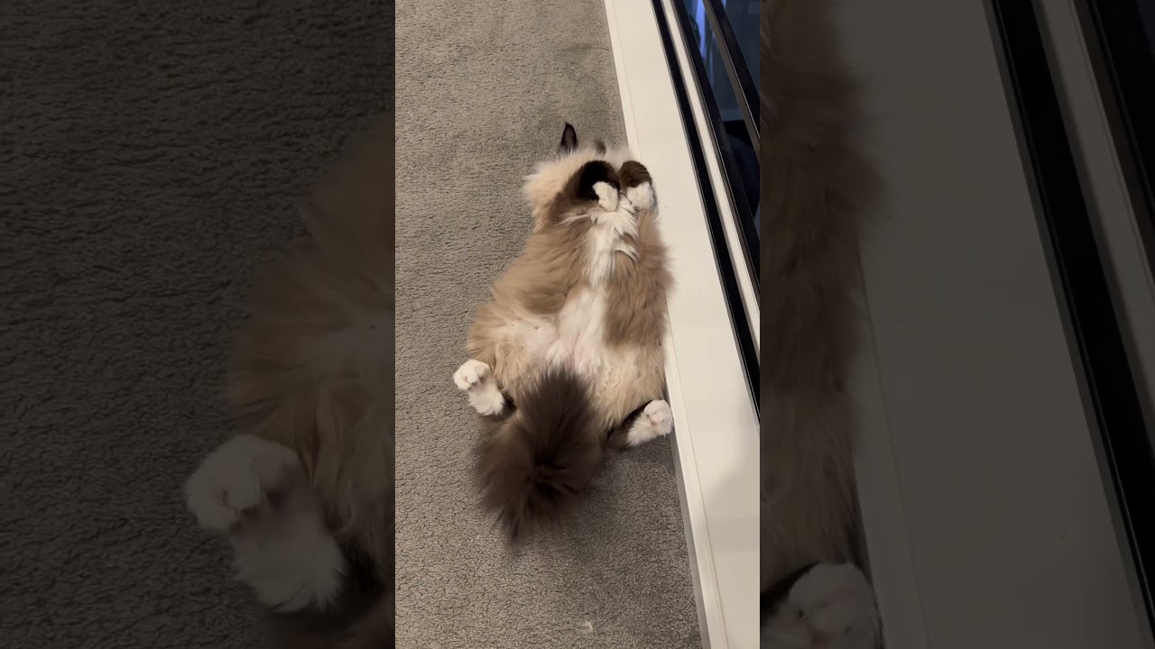Ragdoll cat sleeping positions! Adorable #ragdoll