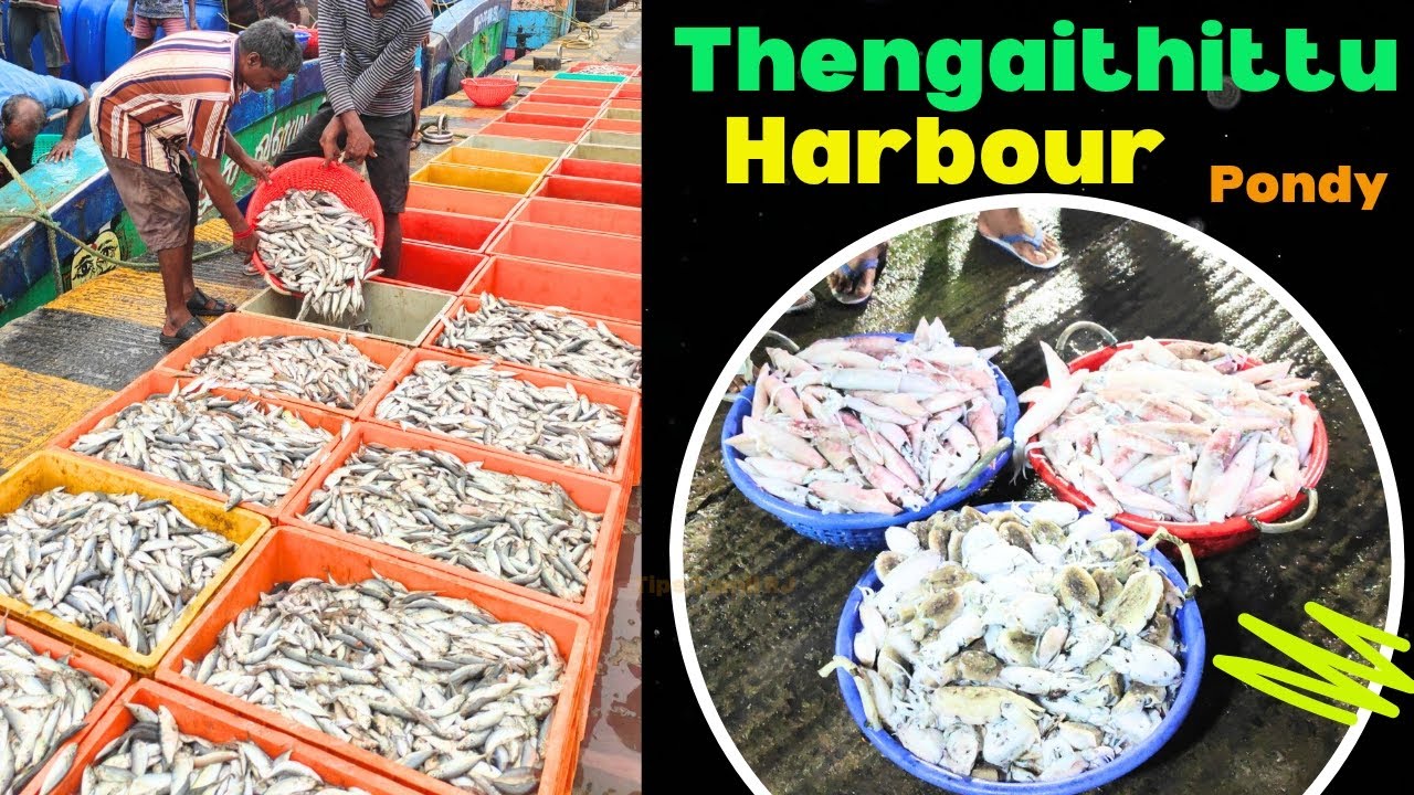 Thengaithittu Harbour | Pondicherry Modern Harbour|Tips Tamil RJ|New Harbour in Pondicherry|Fishes🐠🐟