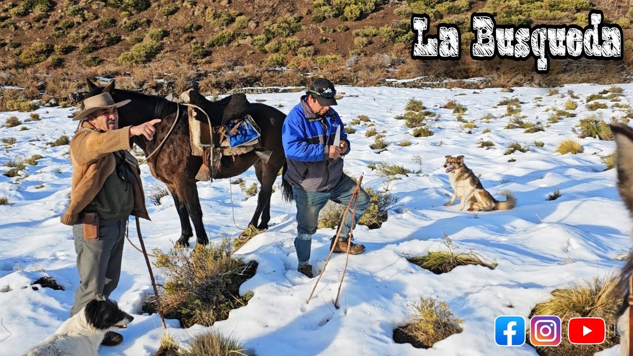 La Busqueda de Ovejas y Caballos como los encontramos entre la nieve luego de la nevazon