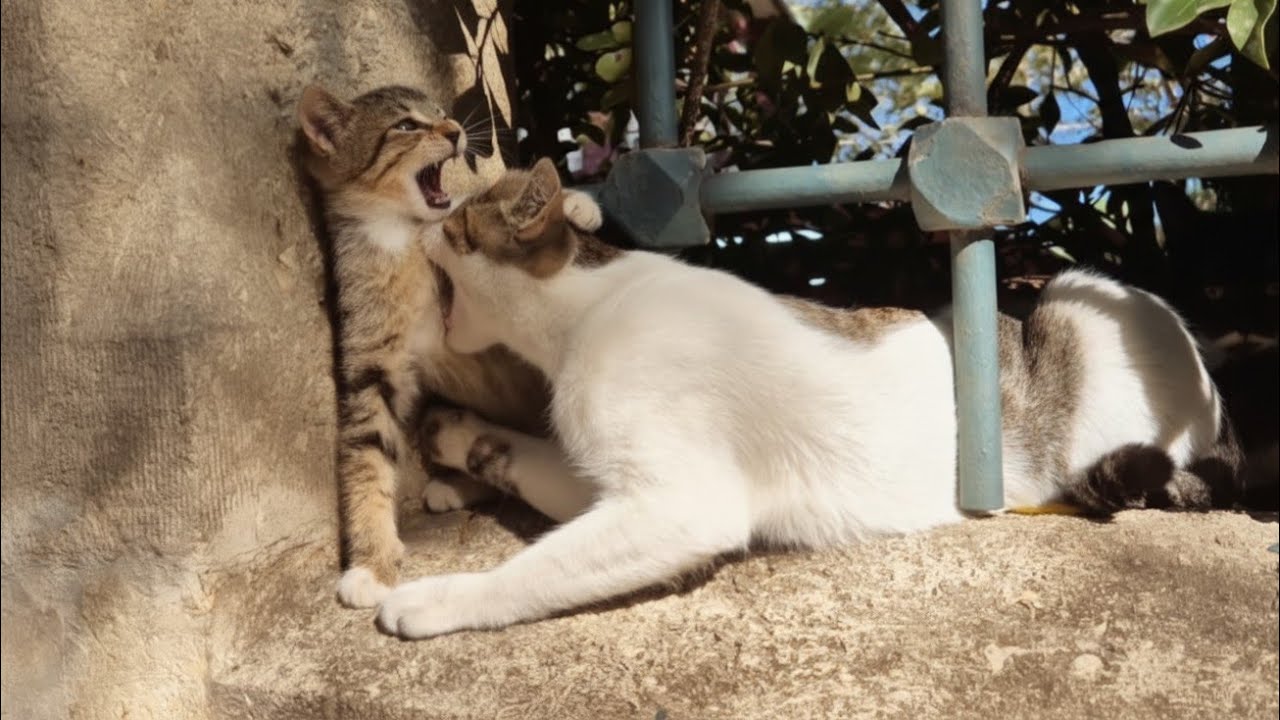 Mom Cat Plays too rough and her Kitten starts Crying.