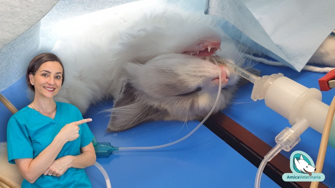 Sterilizzazione della gatta: rispondo alle vostre domande!