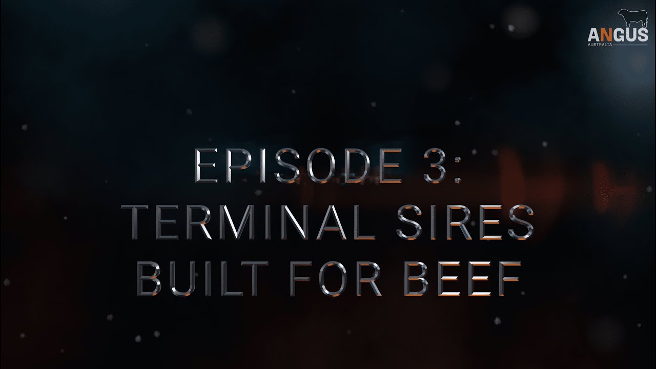 Spring Bull Series 2025 | Episode 3: Terminal Sires