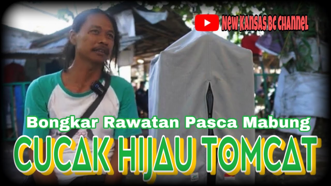 CUCAK HIJAU TOMCAT🔴🔴BONGKAR RAWATAN PASCA MABUNG NYA‼️