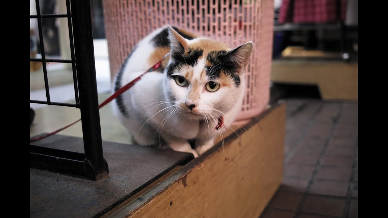 SIGMA DP2x sample photo slideshow 作例