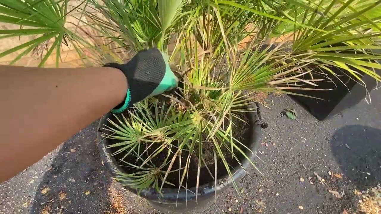 Repotting an Unwell Palm Tree | Beginner Flower Garden Journey