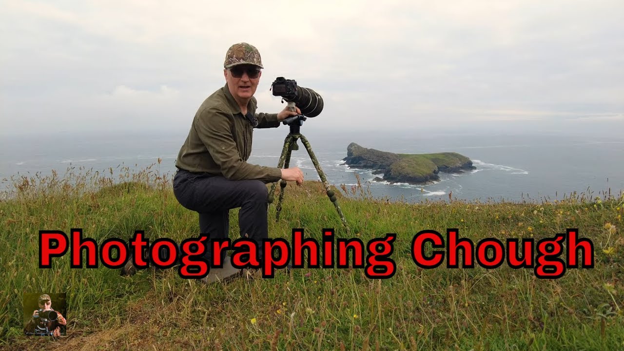 Chough in Cornwall by 