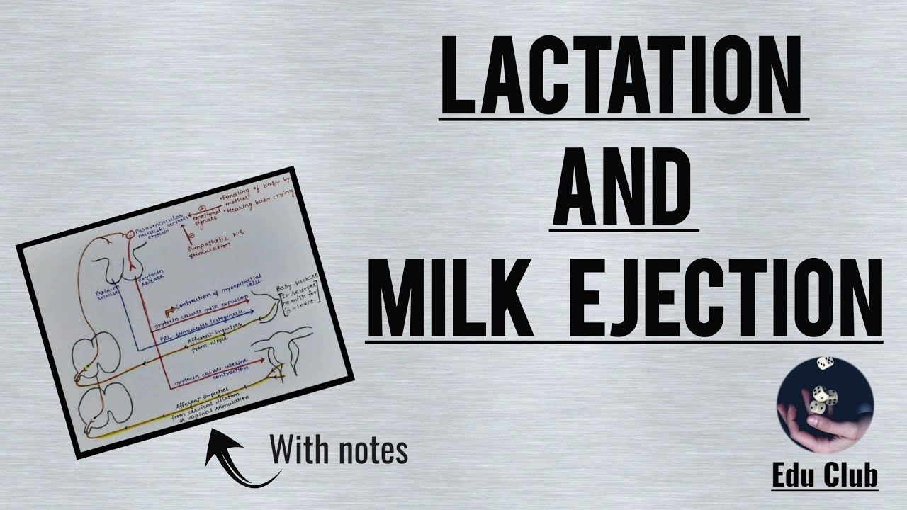 Lactation | Milk Formation | Letdown Of Milk | Role Of Oxytocin || Reproductive Physiology