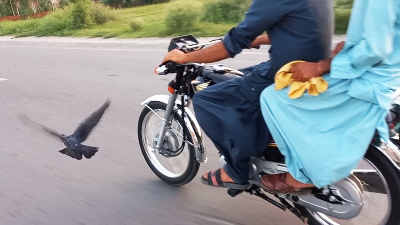 110Km/hr Pigeon Speed | Bike Vs Pigeon