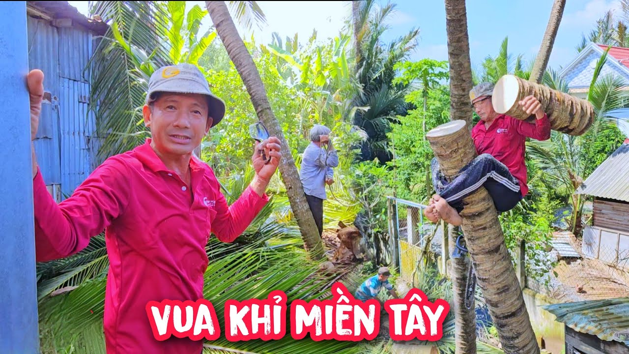Vua Khỉ cừng đệ t.ử cưa hạ gốc 3 cây Dùa mà cười lộn ruột với chú Đường và Bác 5😆