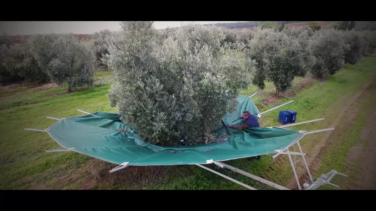 RECOLECTORA MANUAL DE ACEITUNAS: EL CESTINO