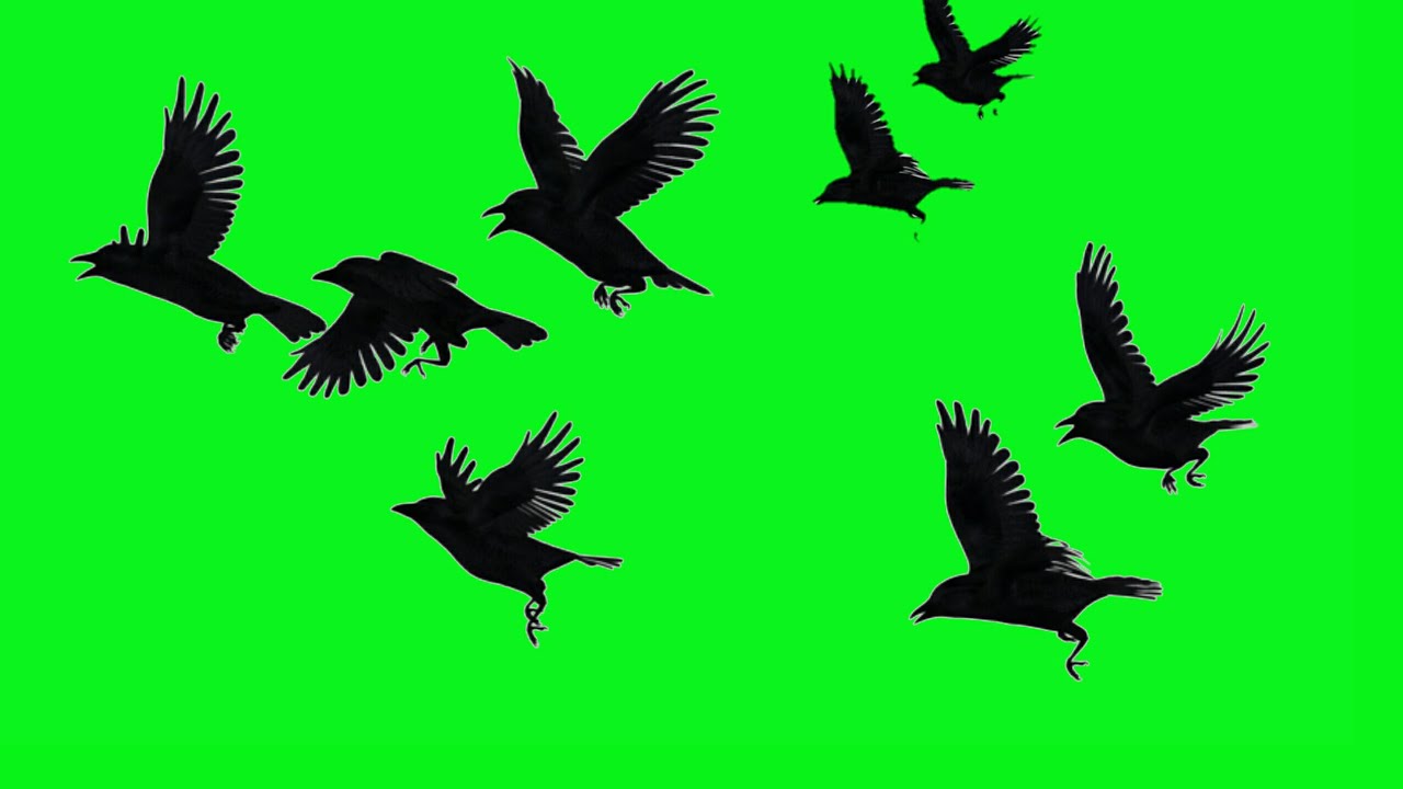 Black Birds flying Green Screen | black birds crows chroma key effects | by Crazy Editor