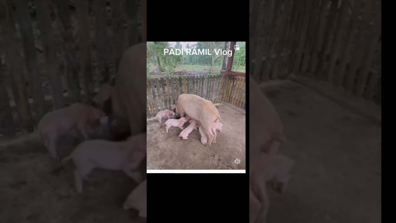 FREE RANGE FARMING