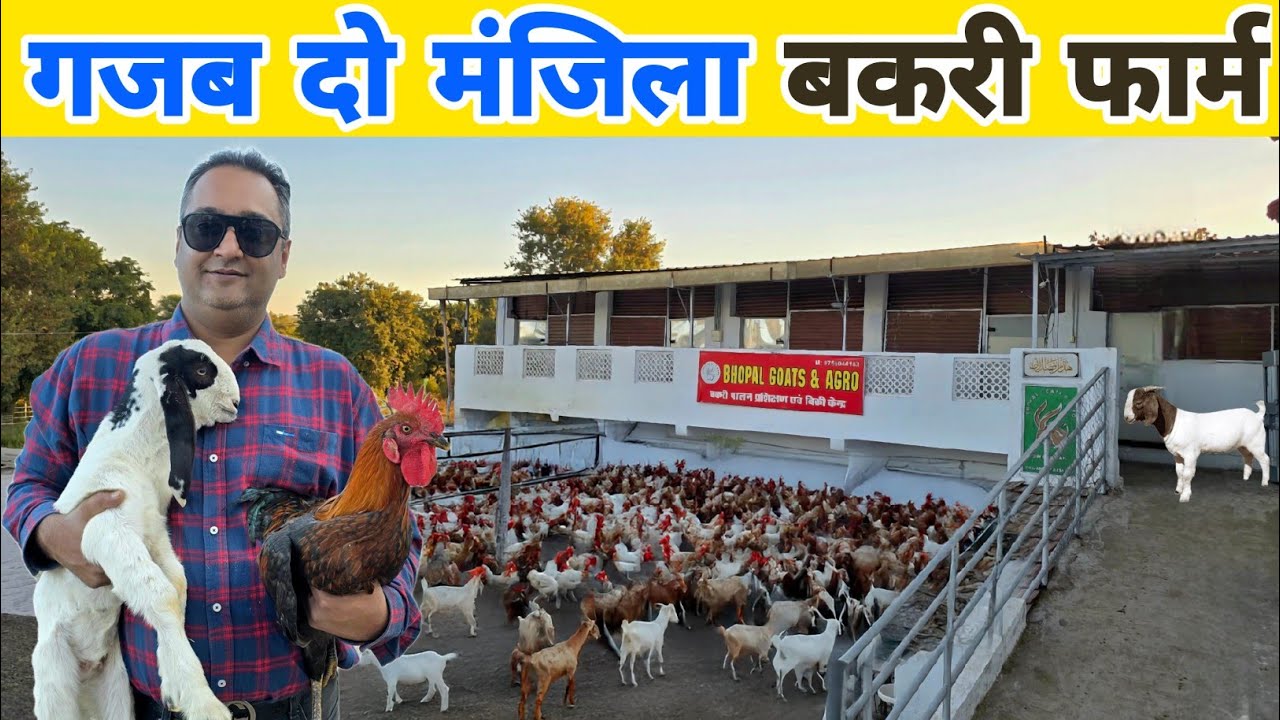 250 बकरियों का शानदार दो मंजिला फॉर्म नहीं देखा होगा | Hitech goat farming