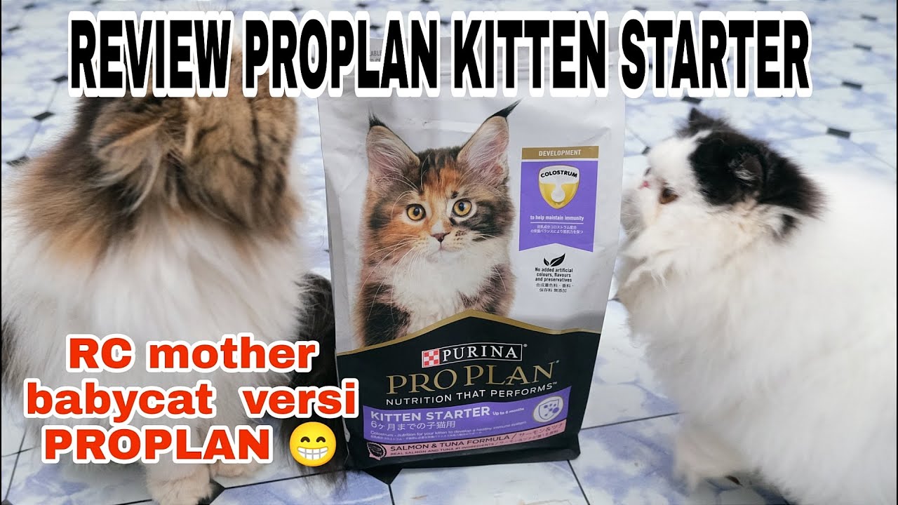 REVIEW PROPLAN KITTEN STARTER, BIKIN KUCING LEBIH GEMUK GA !!!
