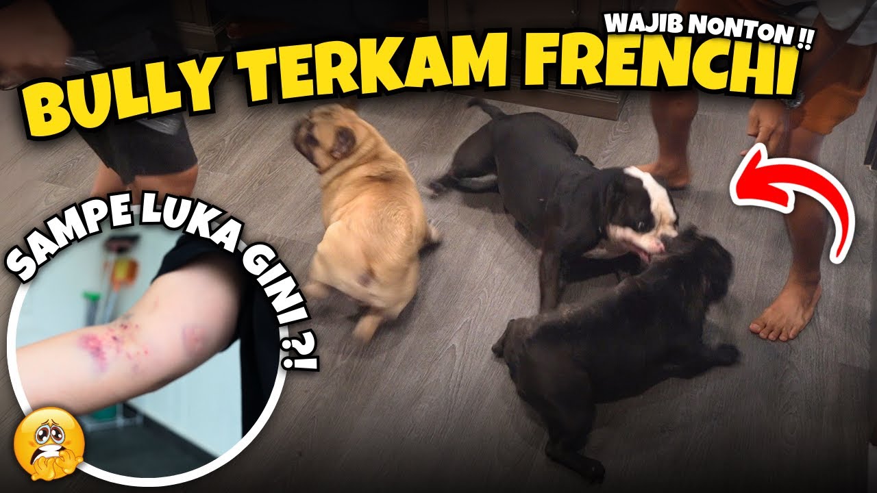 CARA MENGATASI ANJING YANG SERING BERANTEM ‼️ BULLY VS FRENCHI