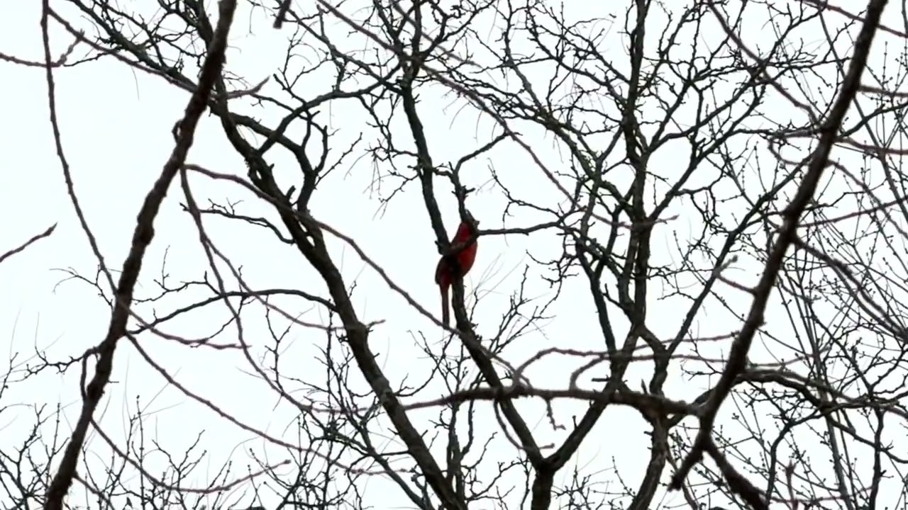 #Singing #Cardinal — mid #February2026