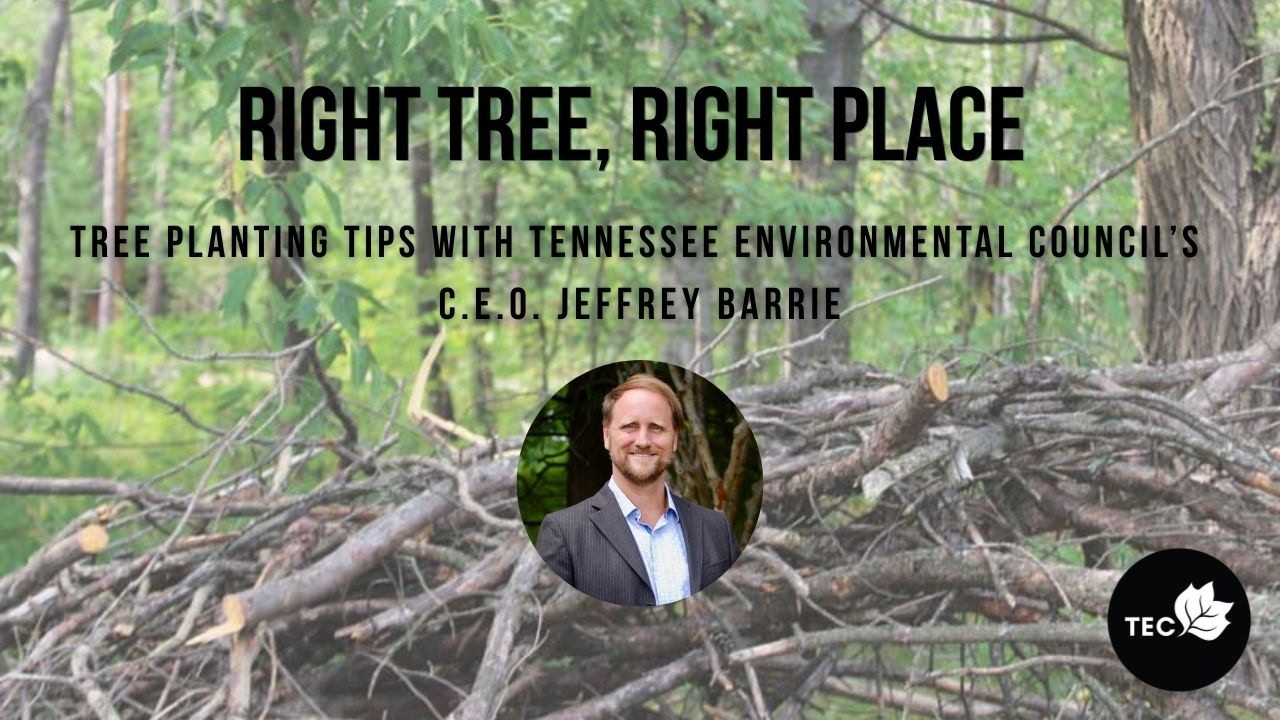 Right Tree, Right Place: Lessons from the Storm