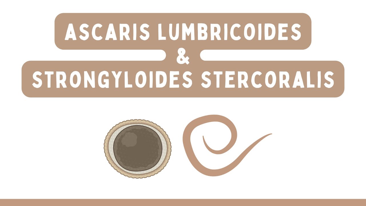 NEMÁTODOS: Ascaris lumbricoides & Strongyloides stercoralis | Parasitología