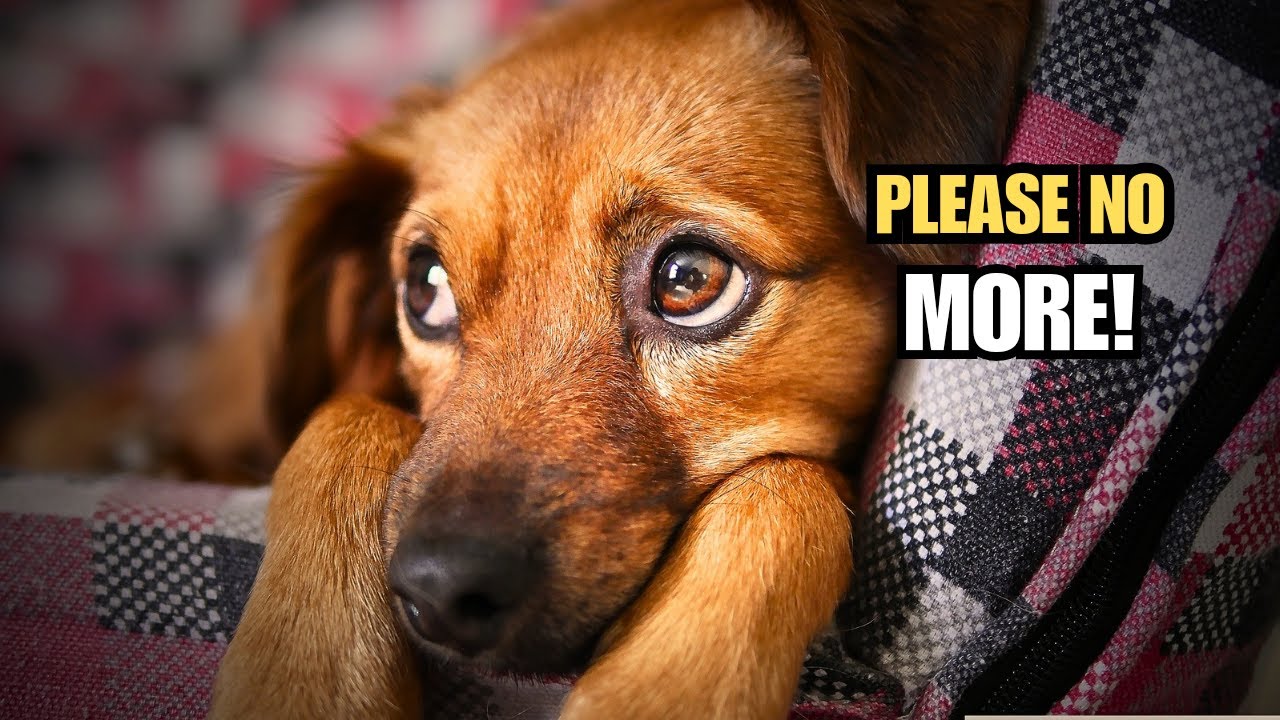 20 Things Dogs Hate and Wish You'd Stop Doing