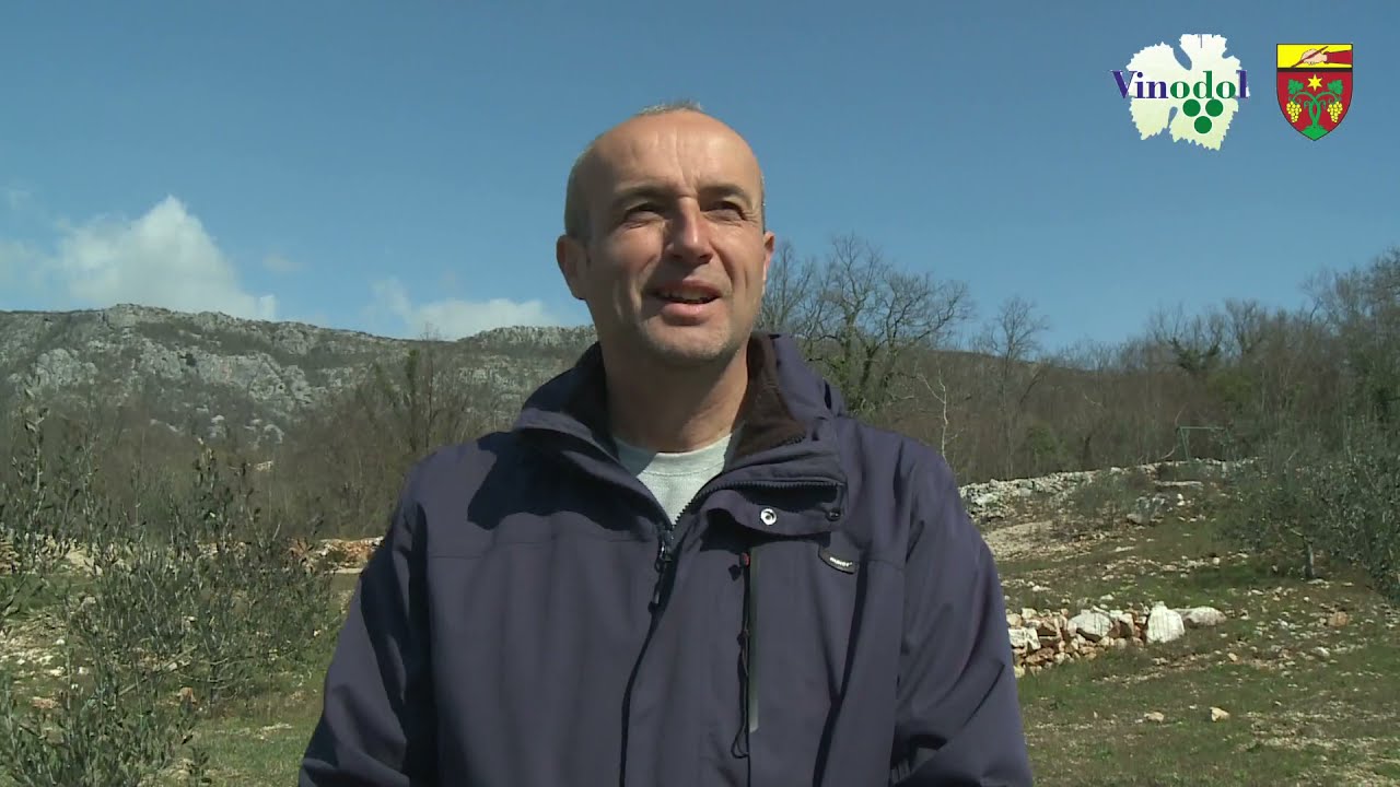 Skup maslinara u Vinodolskoj općini 2021. godine