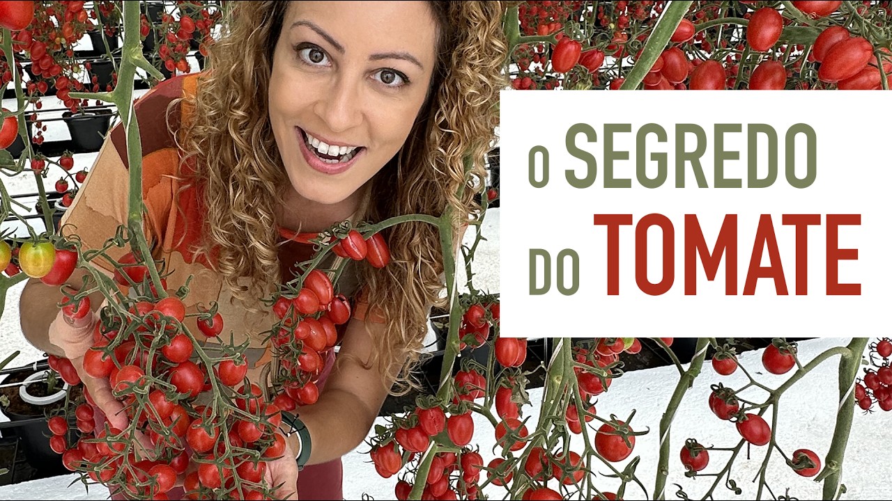 TOMATE em VASO: como PODAR a BROTAÇÃO lateral