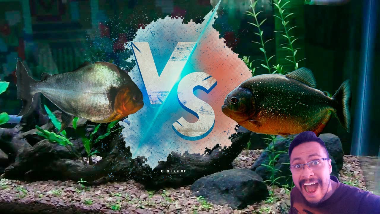 Piraña Rhombeus vs Piraña Manueli