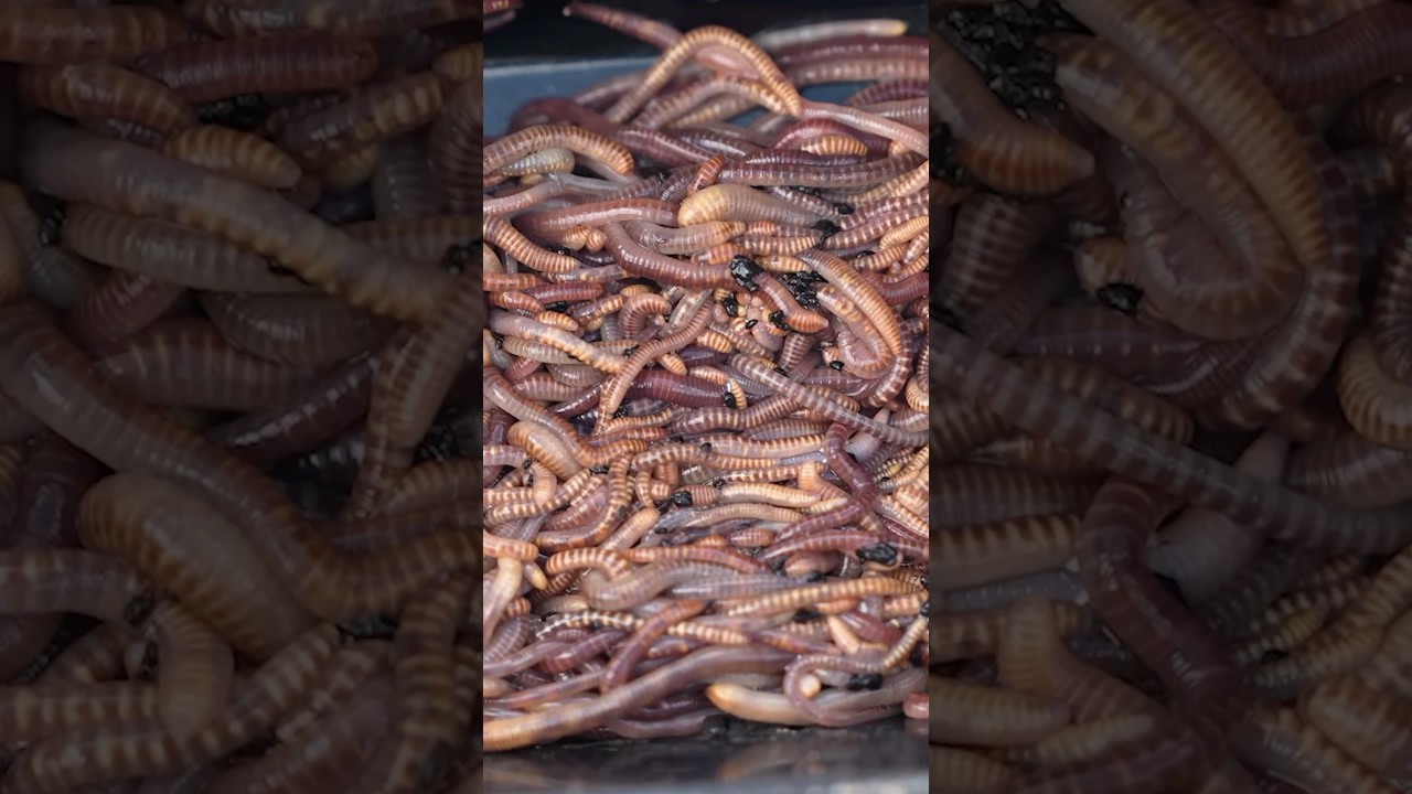 The best method feeder bait for big bream you haven't heard of! #fishing #methodfeeder #fish
