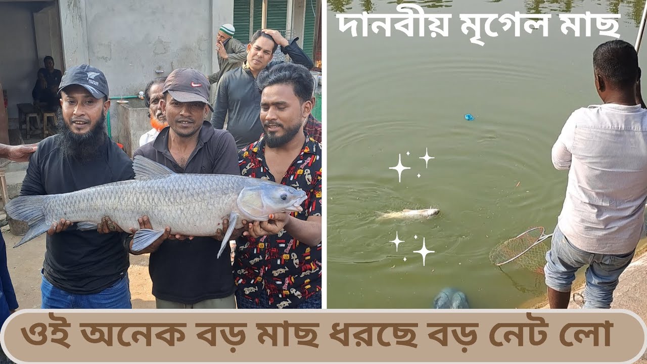 ওই অনেক বড় মাছ ধরেছে বড় নেট লো | দানবীয় মৃগেল মাছ হিট করেছেন ১৫ হাজার টাকা মাচায় | #hookfishing