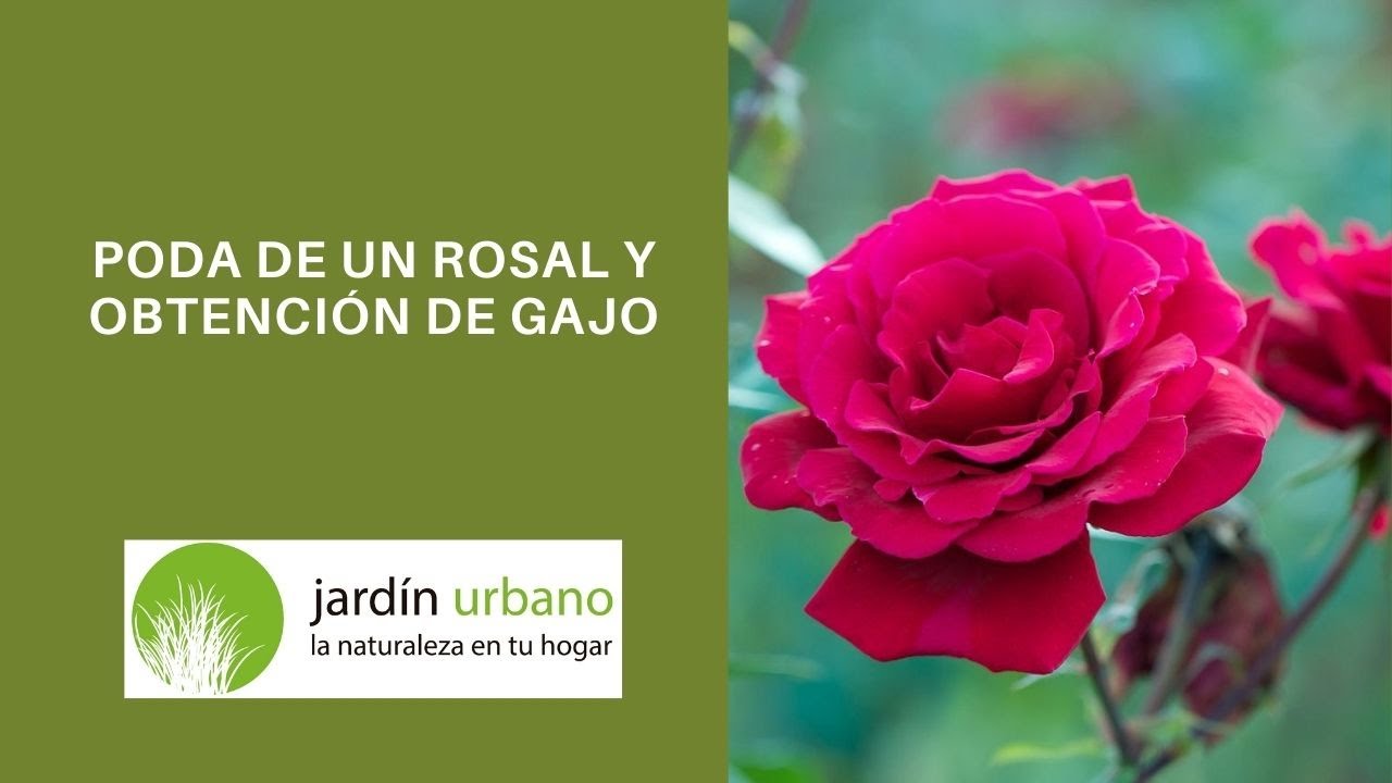 Poda de rosal y obtenci&oacute;n de un gajo