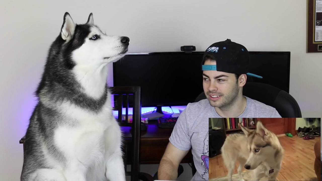 TRY NOT TO HOWL or LAUGH CHALLENGE pt 2