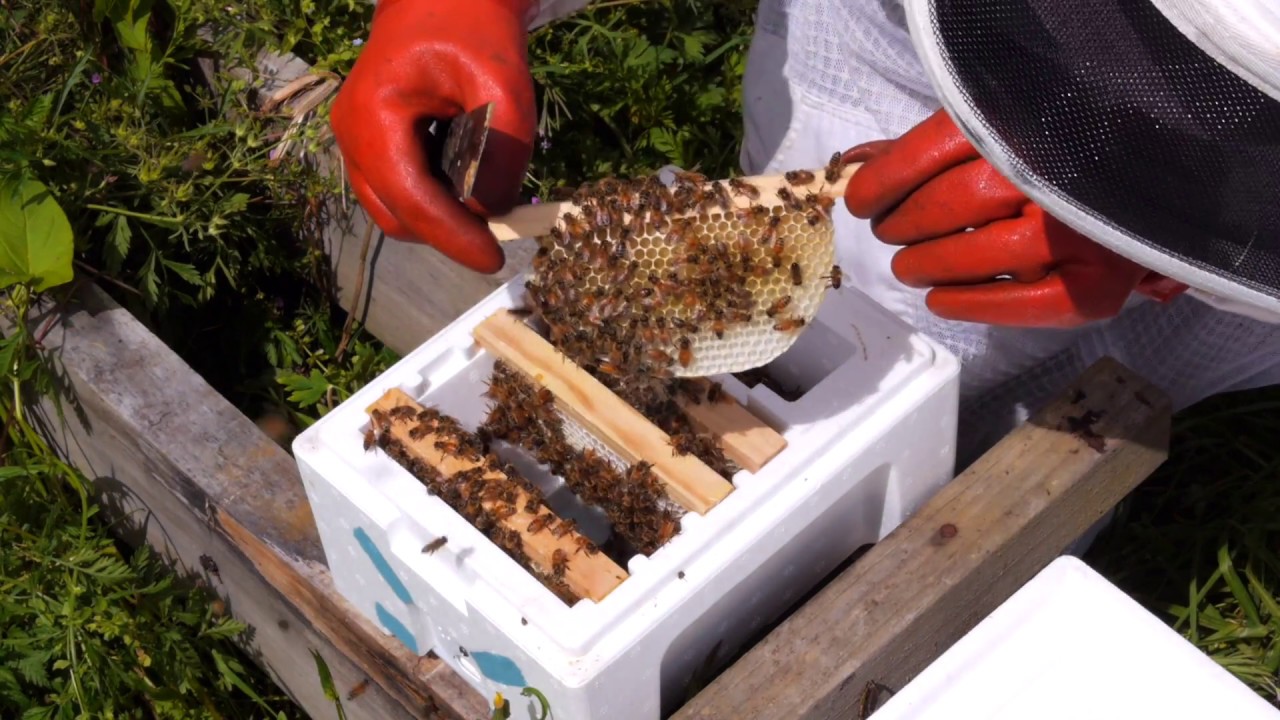 Beekeeping Basics with Thomas Clow - Working the Kieler Mating Nuc