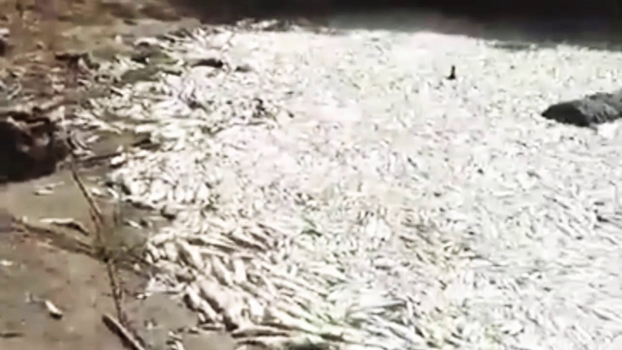 كارثة بيئية بوادي ماسة و أسبابها مجهولة