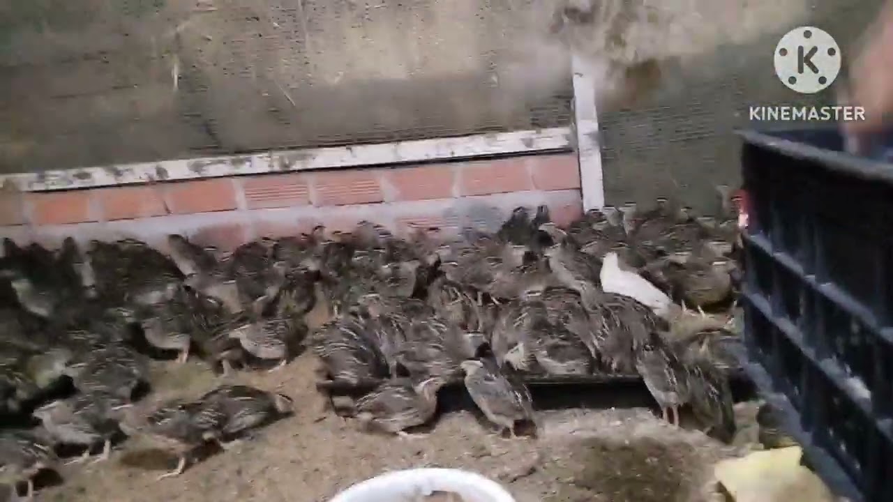 BẤT NGỜ CÂN NẶNG CÚT SAU 1 THÁNG