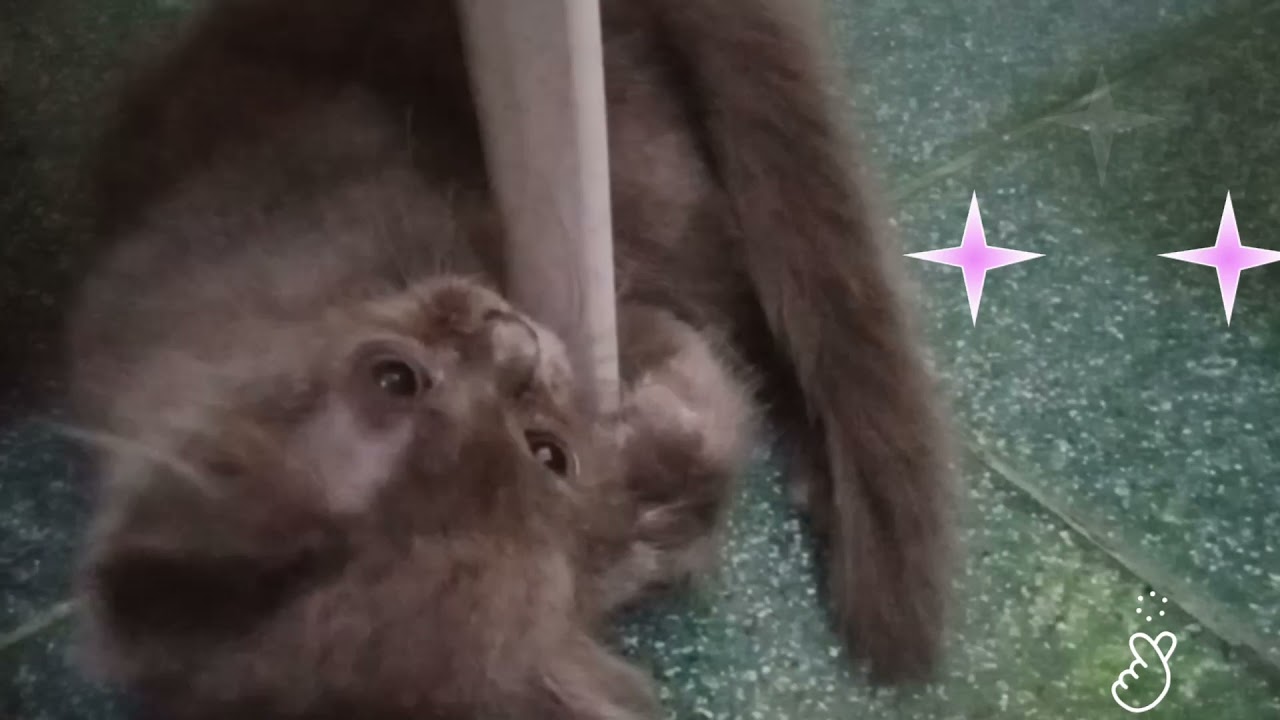 funny vedio of  my pet hasha--Am i so cute?#catlovers61121