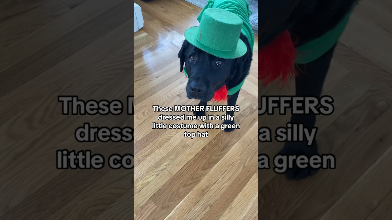 Dog SOUNDS OFF on St Patrick&rsquo;s day! 😳