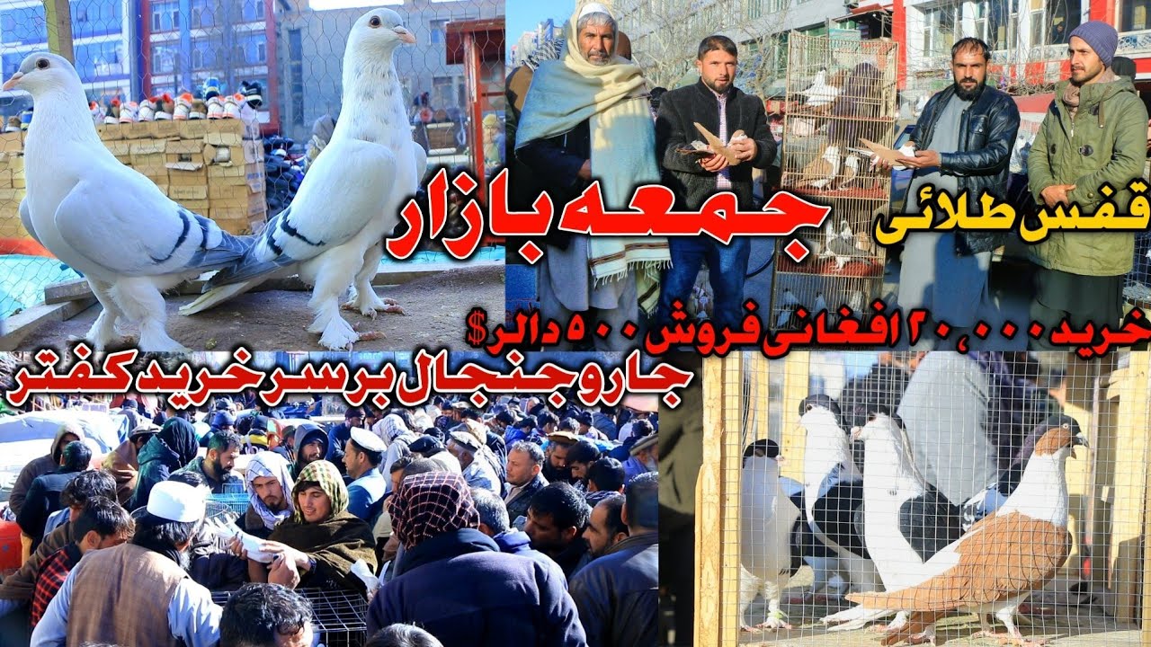قفس طلائی- جمعه بازار || خرید کفتر ۲۰،۰۰۰ افغانی و فروش  ۵۰۰ دالر || جار و جنجال بر سر خرید کفتر