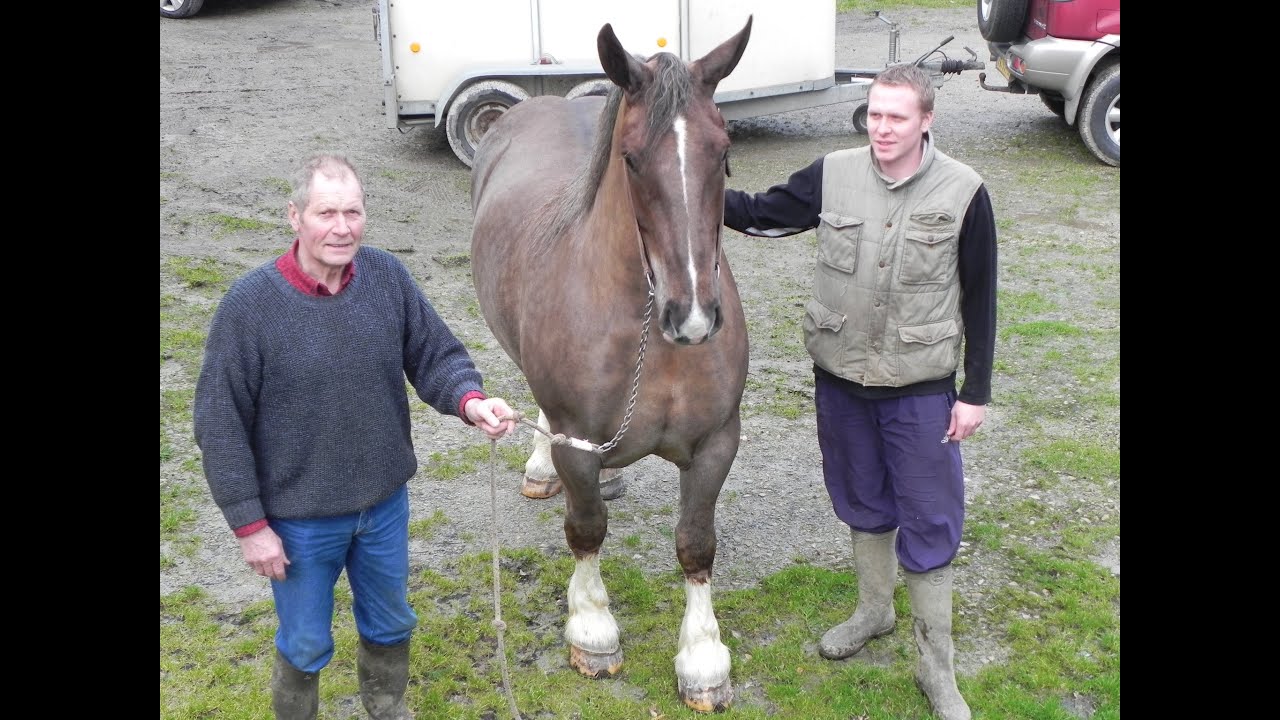 GOURIN CHEVAL BRETON